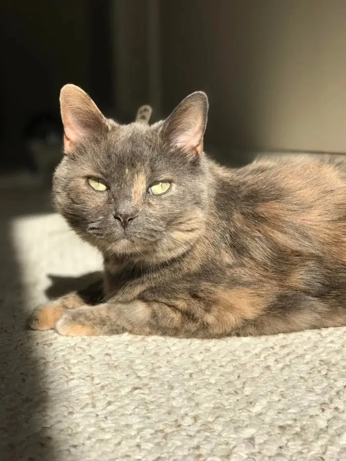 Питомцы-фотобомберы: 30 случаев, когда животные украли весь кадр