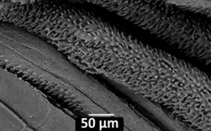 Рыба-скалолаз: Как крошечная Parakneria thysi покоряет водопады