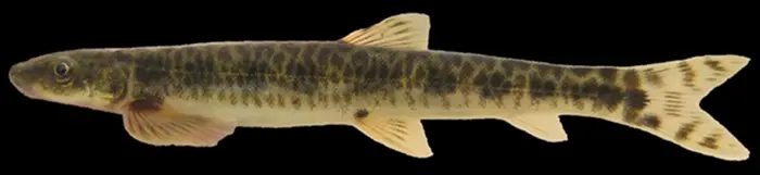 Рыба-скалолаз: Как крошечная Parakneria thysi покоряет водопады