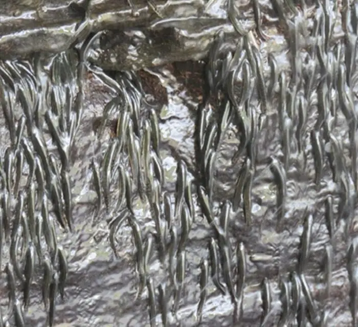 Рыба-скалолаз: Как крошечная Parakneria thysi покоряет водопады