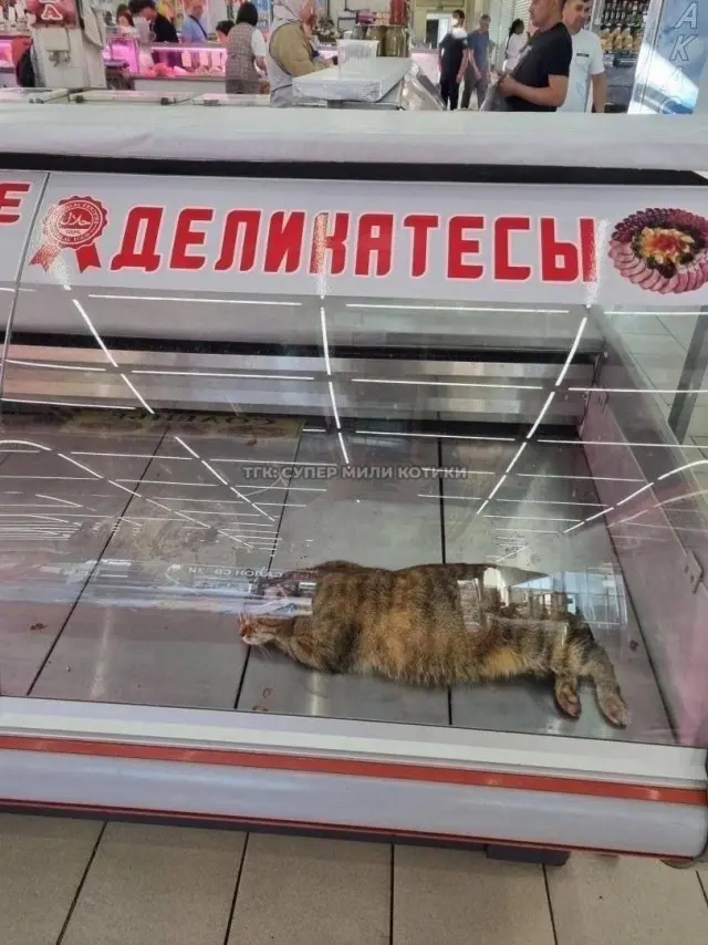 Пятничный заряд смеха: огромная подборка мемов и приколов