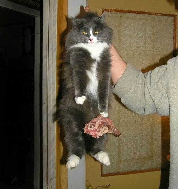 Уморительные и смешные коты: подборка фотографий