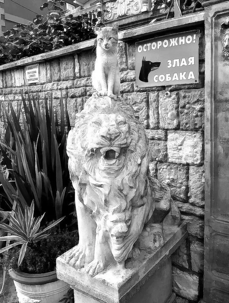 Уморительные и смешные коты: подборка фотографий