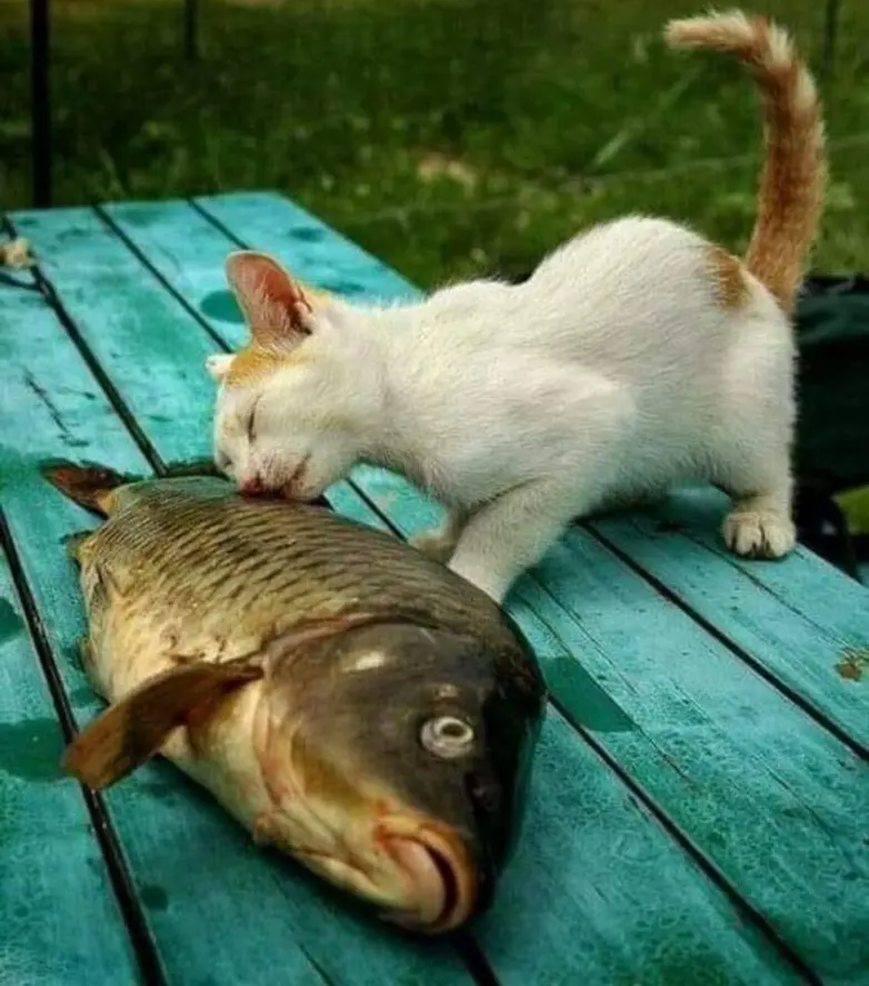 Уморительные и смешные коты: подборка фотографий