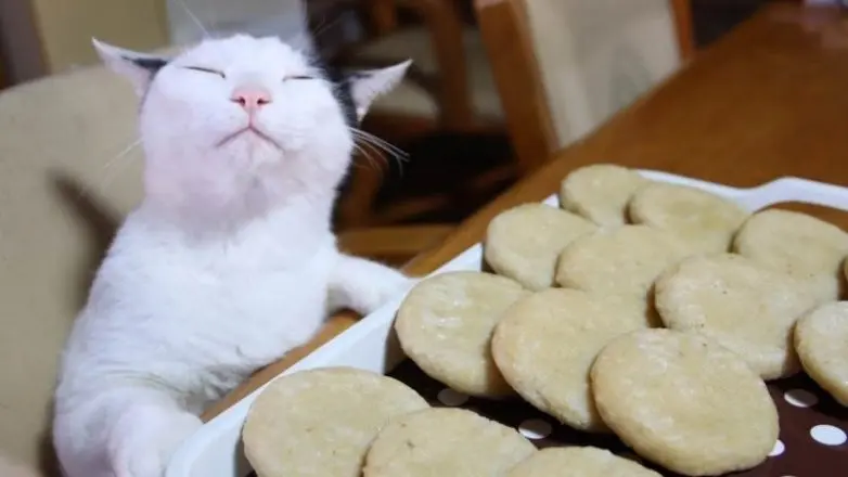 Уморительные и смешные коты: подборка фотографий