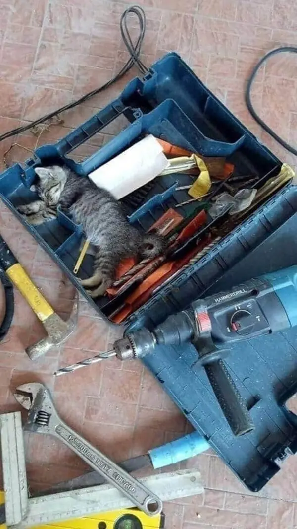 Уморительные и смешные коты: подборка фотографий