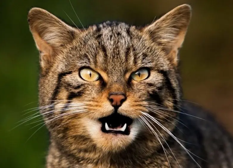 Уморительные и смешные коты: подборка фотографий