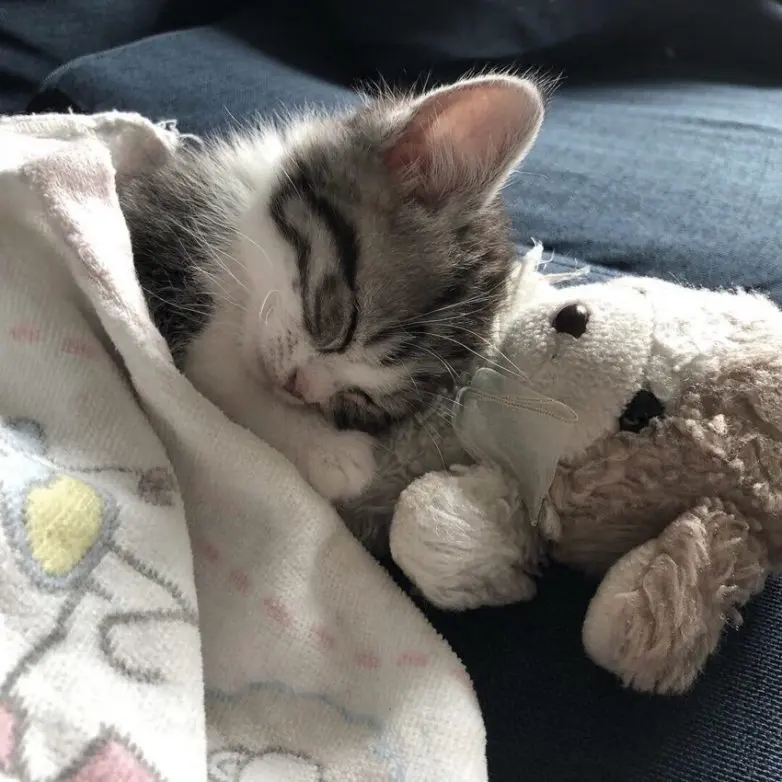 Уморительные и смешные коты: подборка фотографий