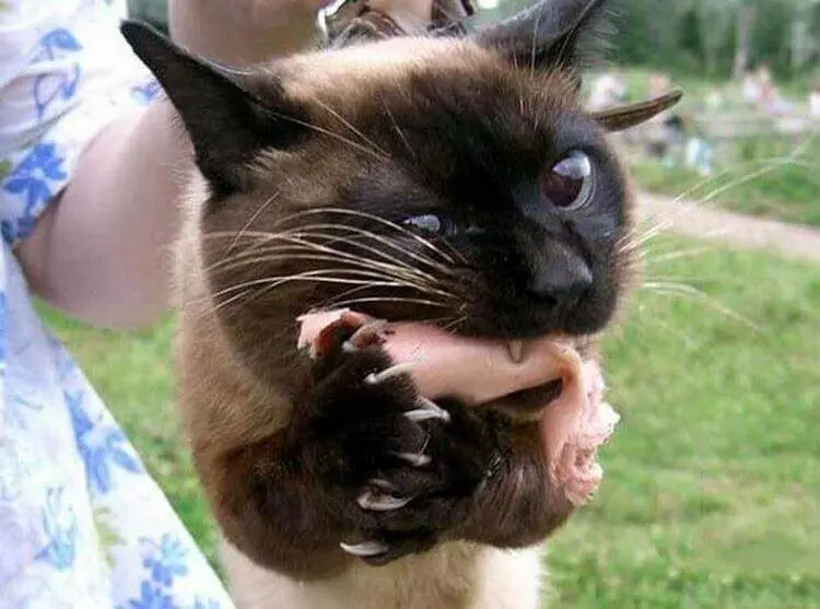 Уморительные и смешные коты: подборка фотографий