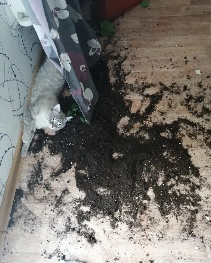 Уморительные и смешные коты: подборка фотографий