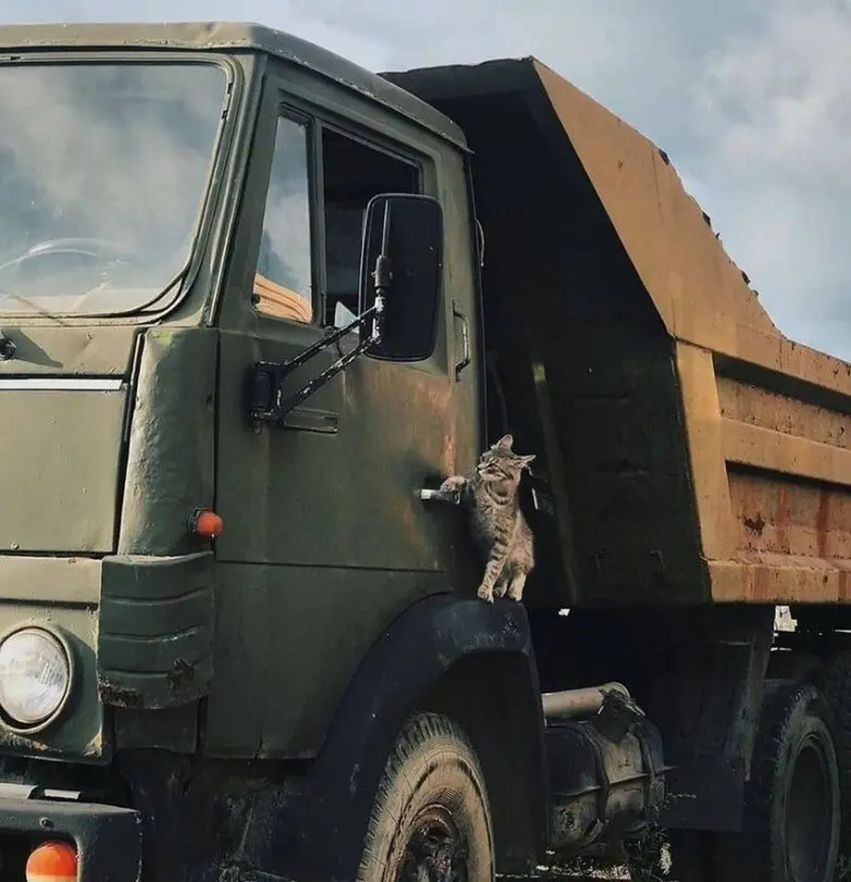 Уморительные и смешные коты: подборка фотографий