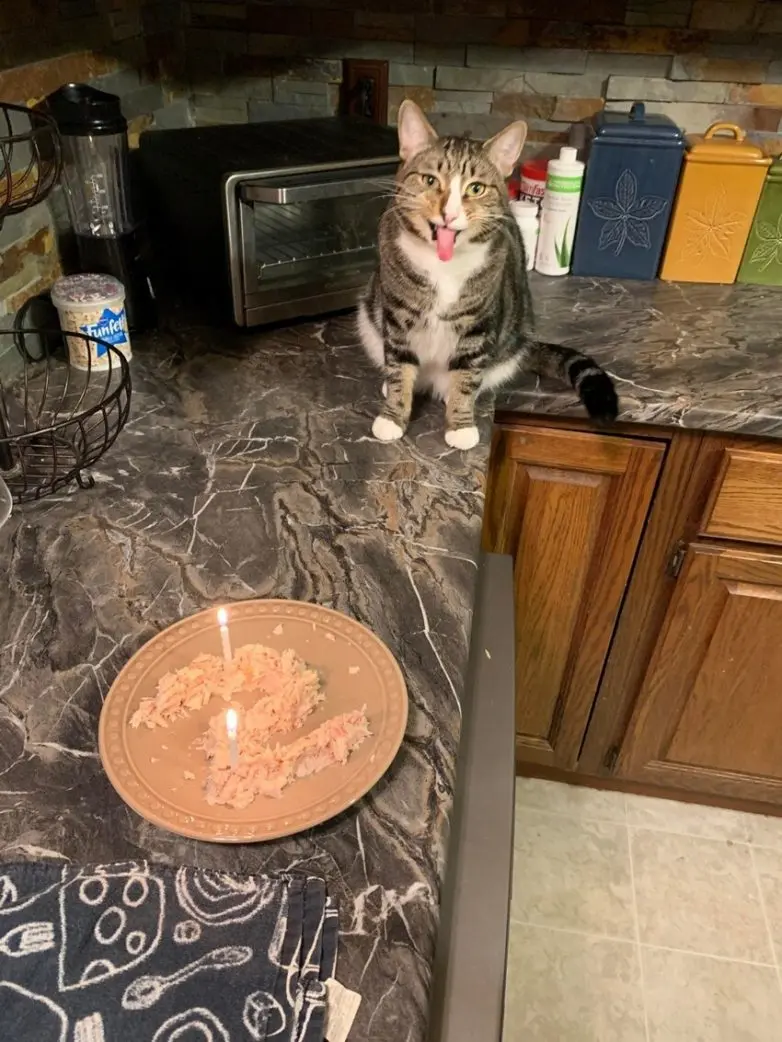 Уморительные и смешные коты: подборка фотографий