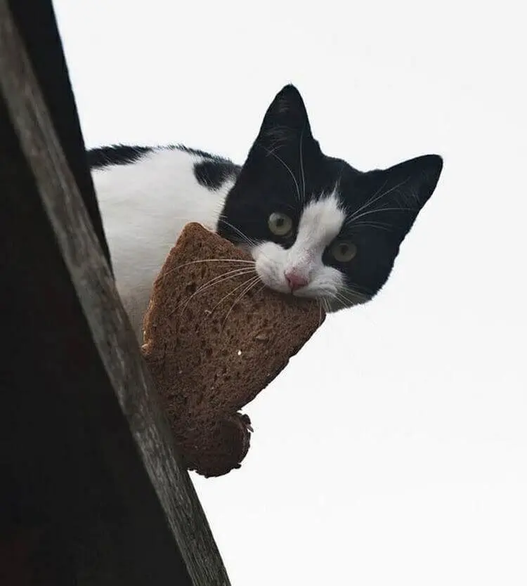 Уморительные и смешные коты: подборка фотографий