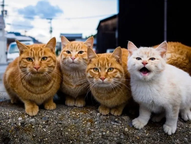 Уморительные и смешные коты: подборка фотографий