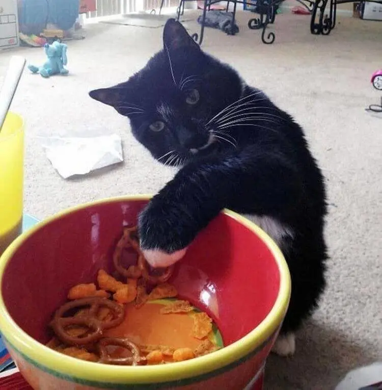 Уморительные и смешные коты: подборка фотографий