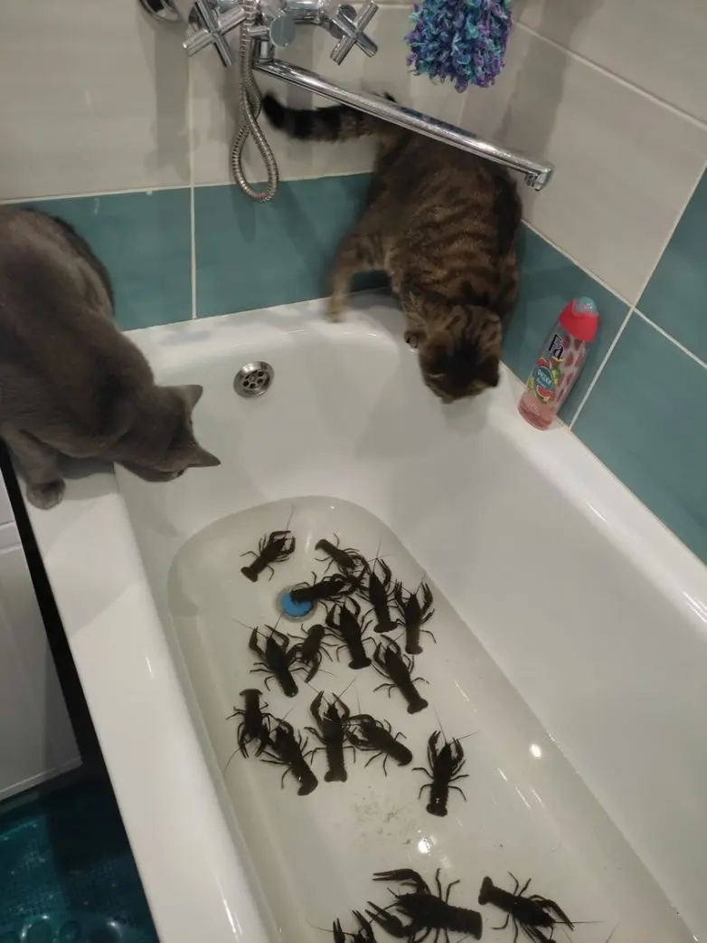 Уморительные и смешные коты: подборка фотографий