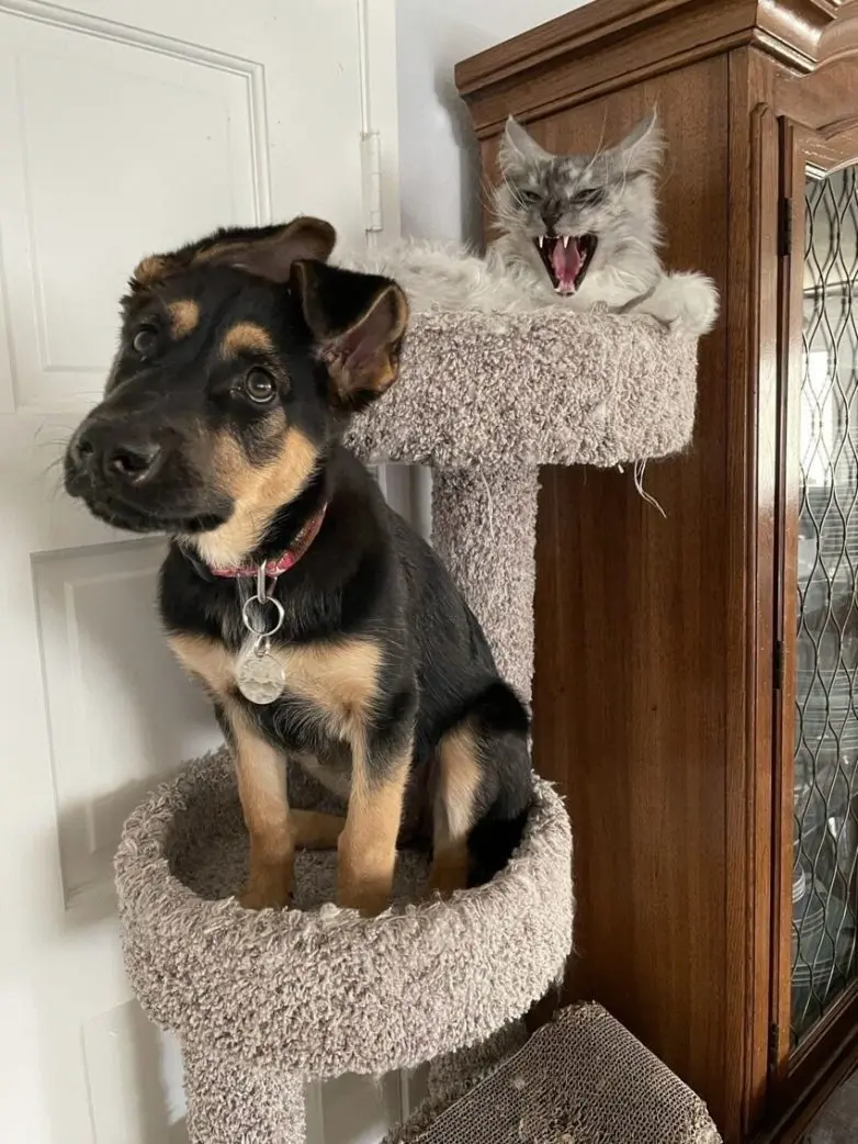 Уморительные и смешные коты: подборка фотографий