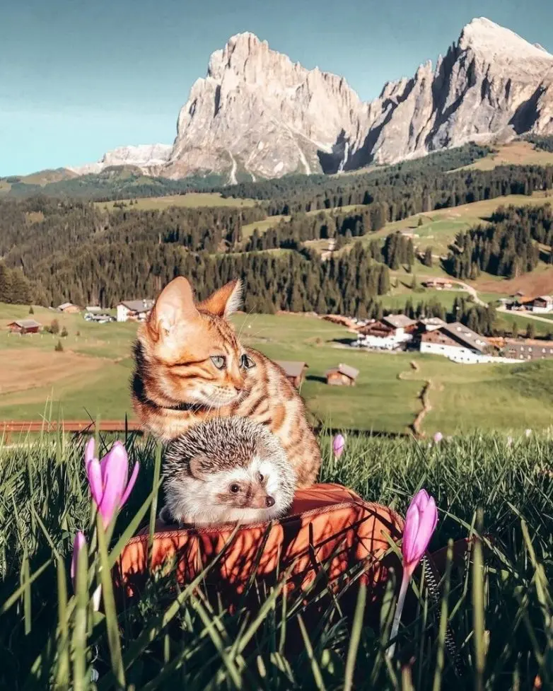 Уморительные и смешные коты: подборка фотографий