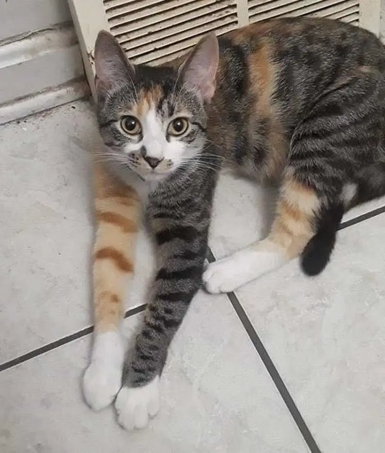 Уморительные и смешные коты: подборка фотографий