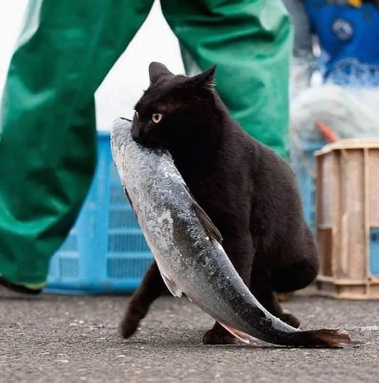 Уморительные и смешные коты: подборка фотографий