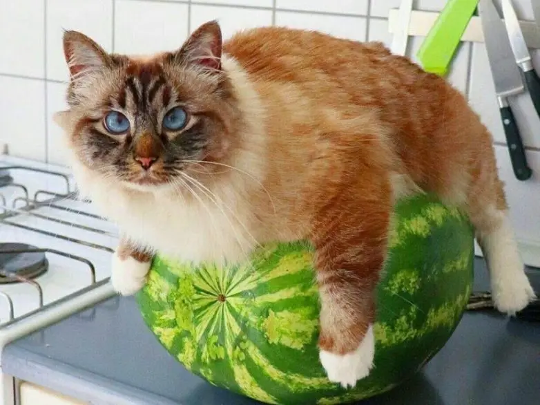 Уморительные и смешные коты: подборка фотографий