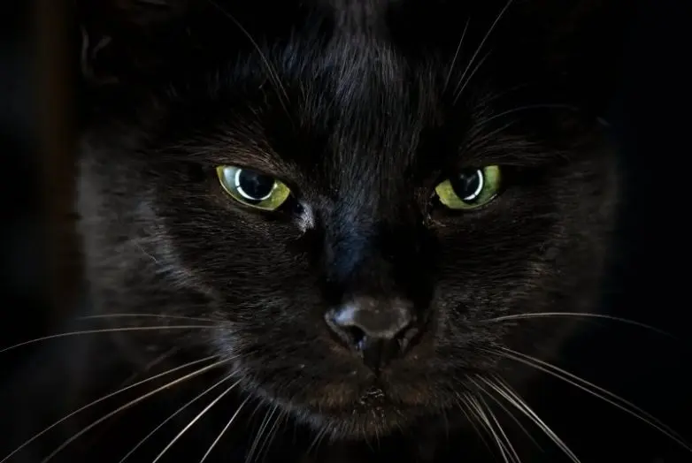 Уморительные и смешные коты: подборка фотографий