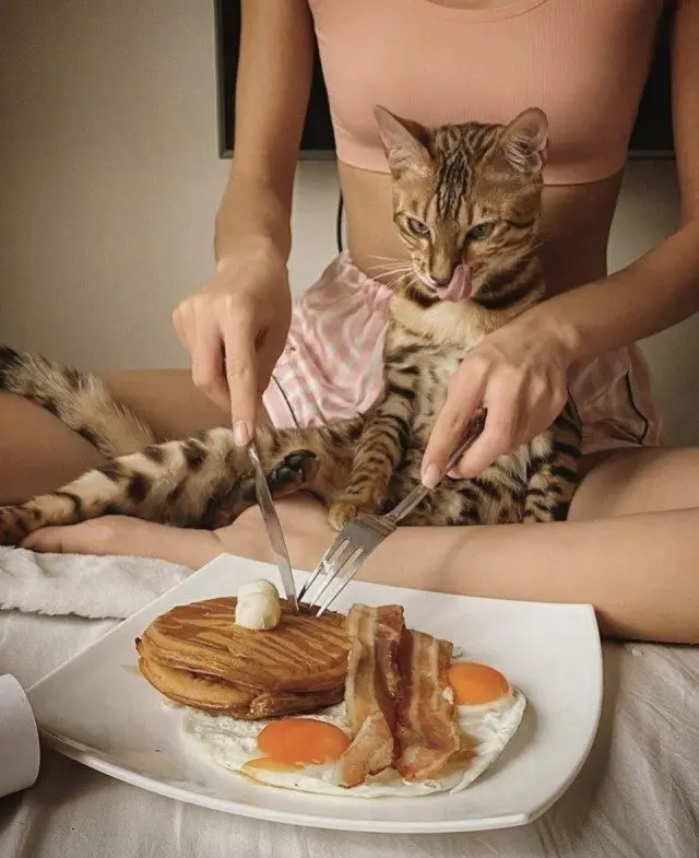 Уморительные и смешные коты: подборка фотографий