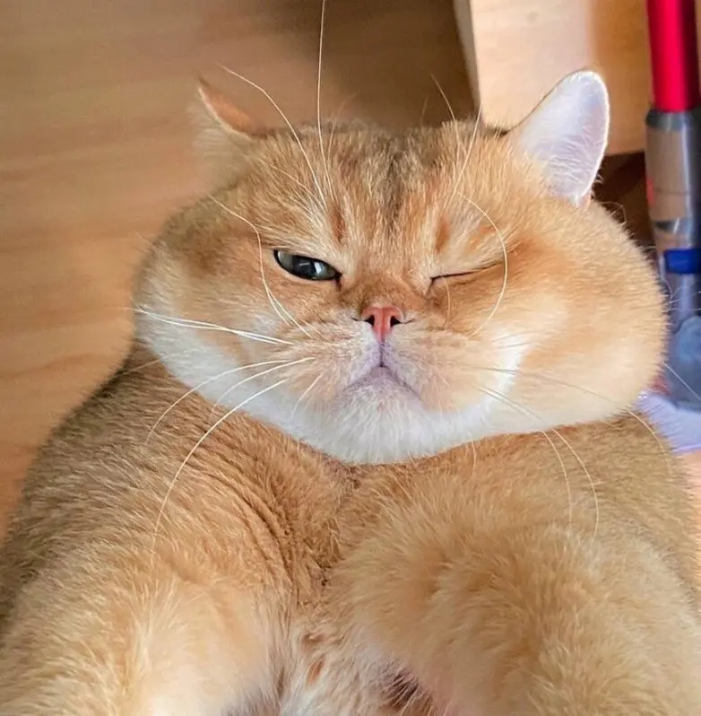 Уморительные и смешные коты: подборка фотографий