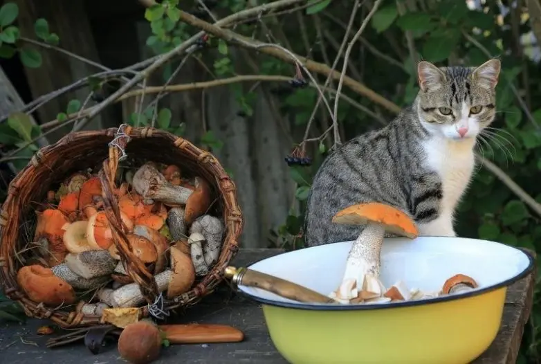 Уморительные и смешные коты: подборка фотографий