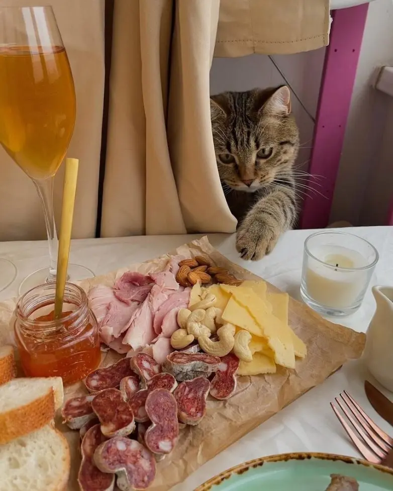 Уморительные и смешные коты: подборка фотографий