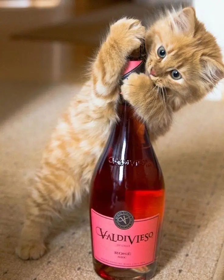 Пятничное утро с приколами: подборка для настроения