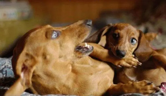 Пятничное утро с приколами: подборка для настроения