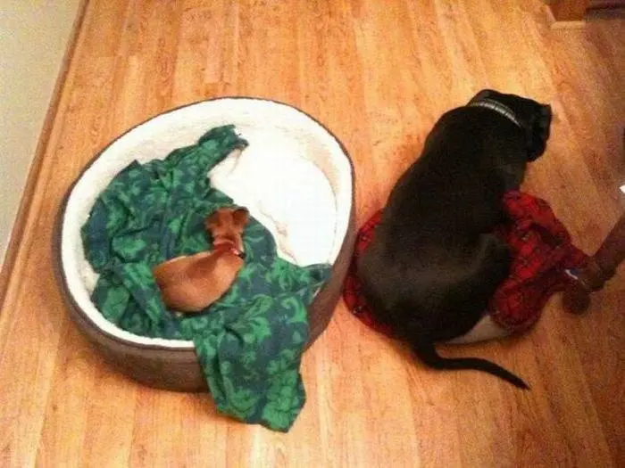 Пятничное утро с приколами: подборка для настроения