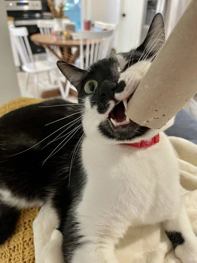 Забавные клыки и зубы кошек: подборка смешных фото Кошачьи улыбки: когда клыки вызывают умиление, а не страх