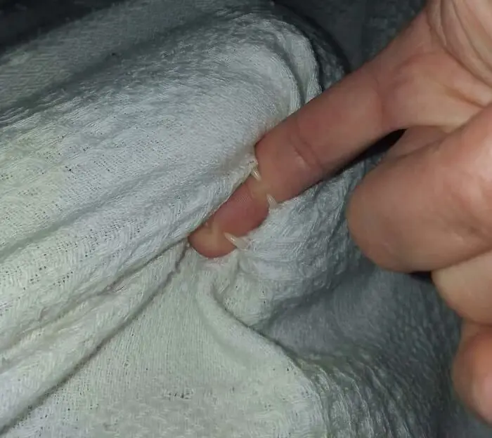 Кошачьи улыбки: когда клыки вызывают умиление, а не страх