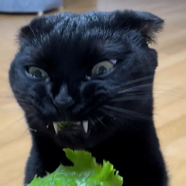 Кошачьи улыбки: когда клыки вызывают умиление, а не страх