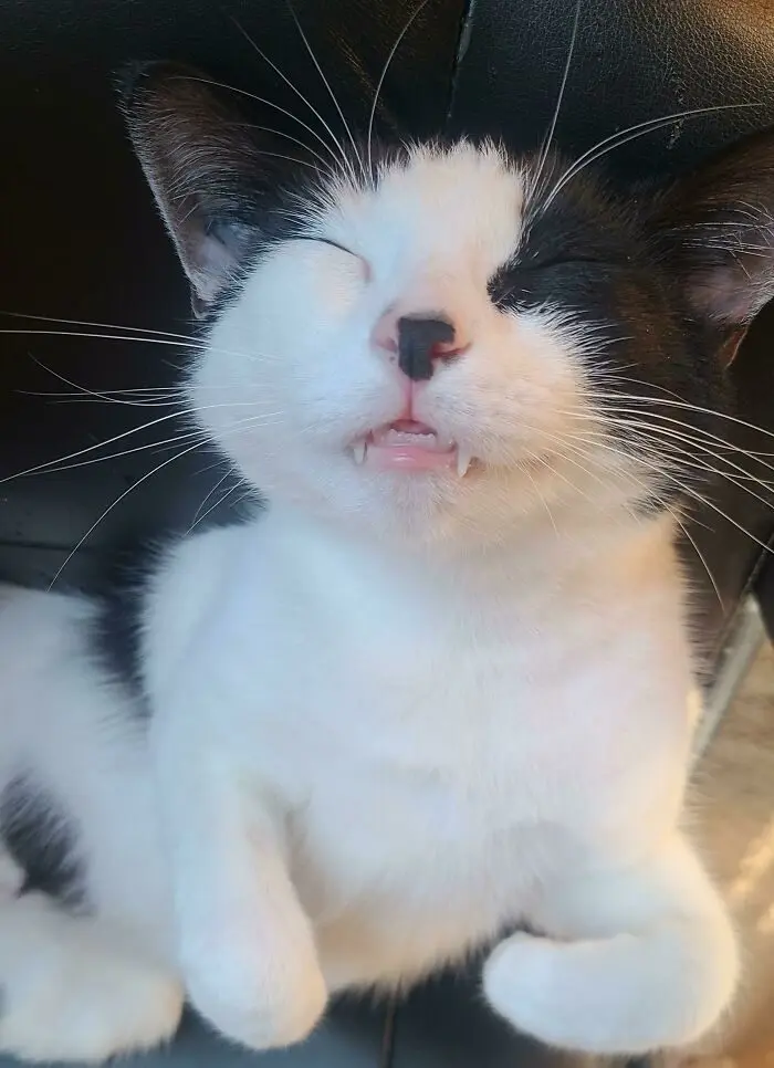 Кошачьи улыбки: когда клыки вызывают умиление, а не страх