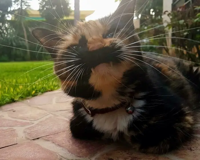 Кошачьи улыбки: когда клыки вызывают умиление, а не страх