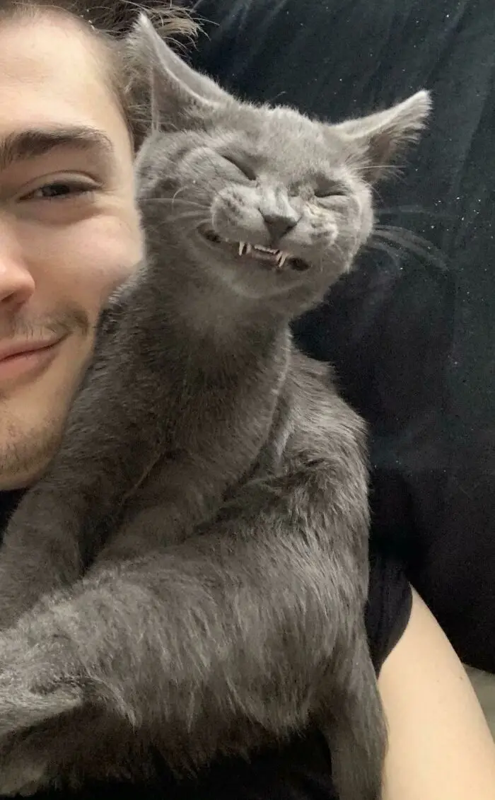 Кошачьи улыбки: когда клыки вызывают умиление, а не страх