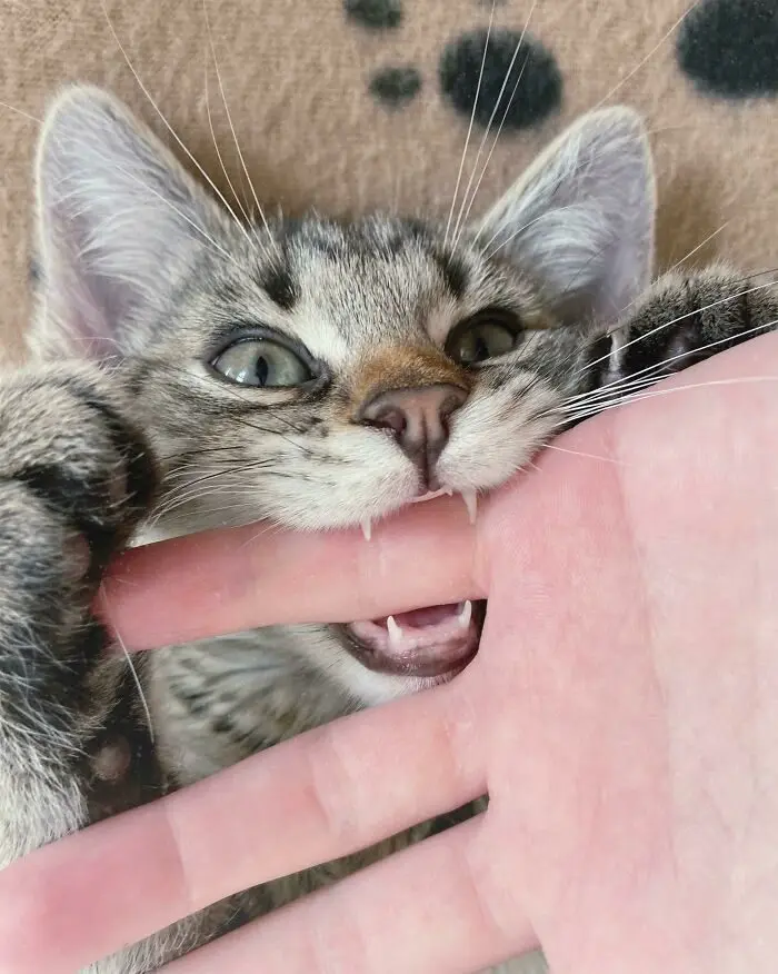 Кошачьи улыбки: когда клыки вызывают умиление, а не страх