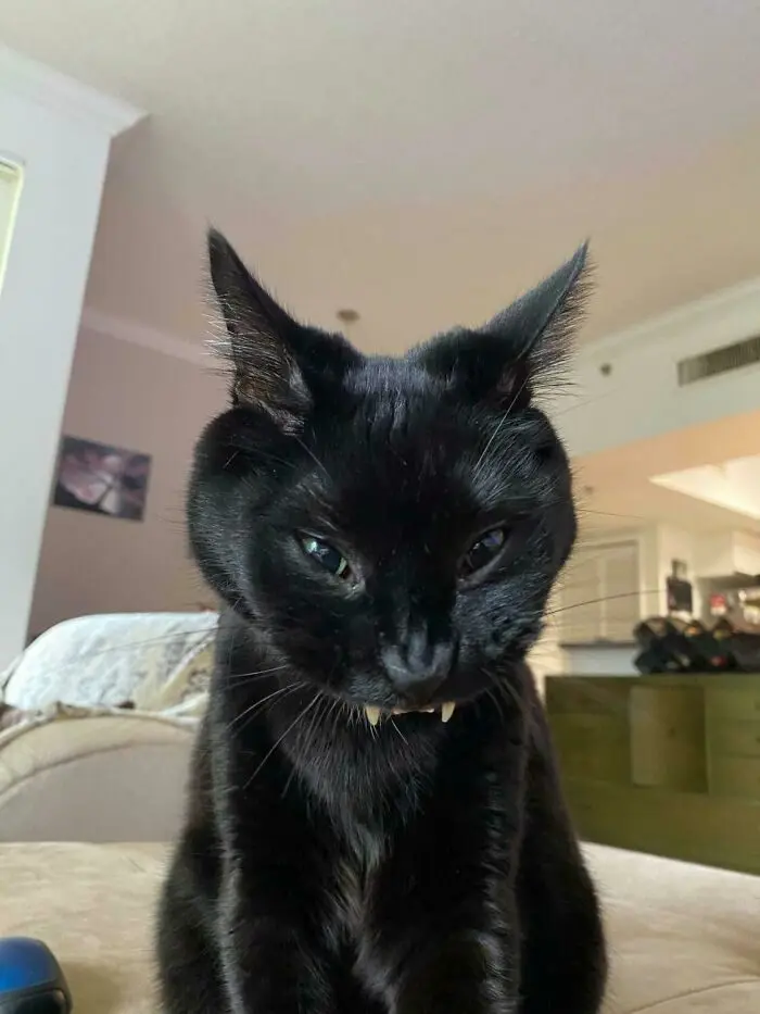 Кошачьи улыбки: когда клыки вызывают умиление, а не страх