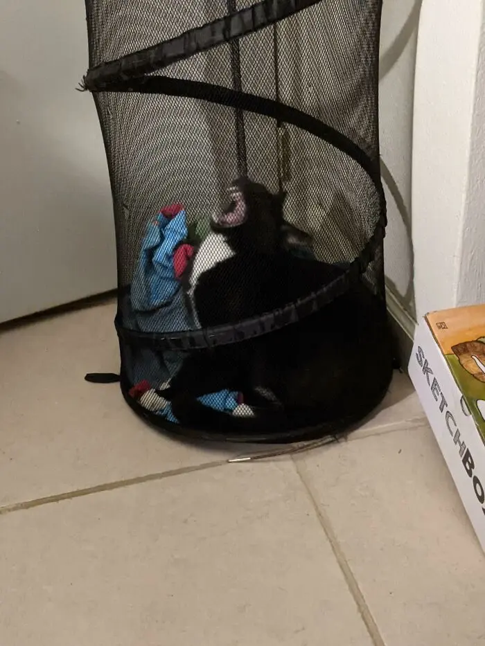 Кошачьи улыбки: когда клыки вызывают умиление, а не страх