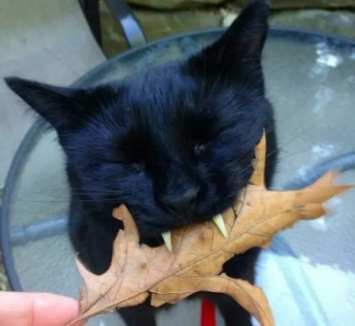 Кошачьи улыбки: когда клыки вызывают умиление, а не страх