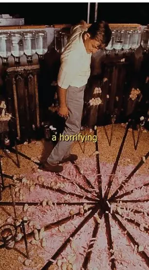 Мышиный рай, ставший адом: шокирующие итоги эксперимента «Вселенная-25»