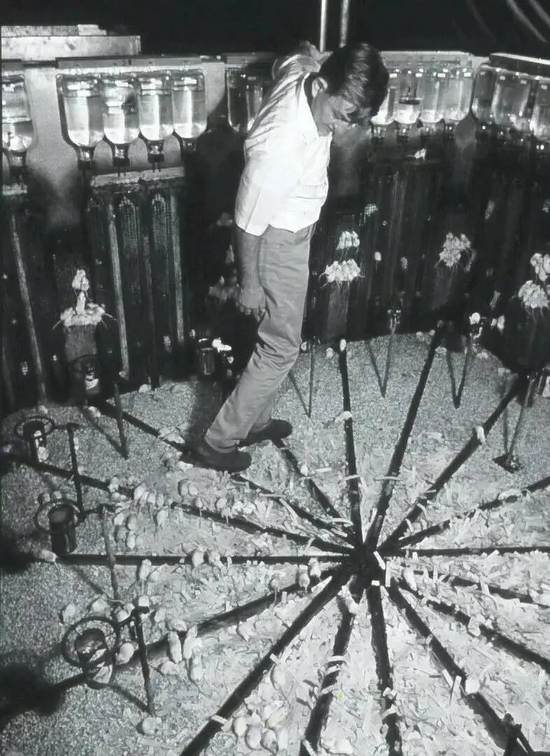 Мышиный рай, ставший адом: шокирующие итоги эксперимента «Вселенная-25»