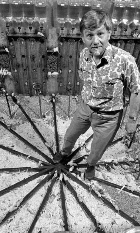 Мышиный рай, ставший адом: шокирующие итоги эксперимента «Вселенная-25»