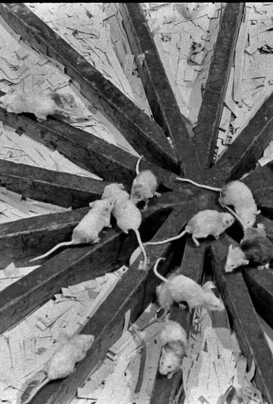 Мышиный рай, ставший адом: шокирующие итоги эксперимента «Вселенная-25»