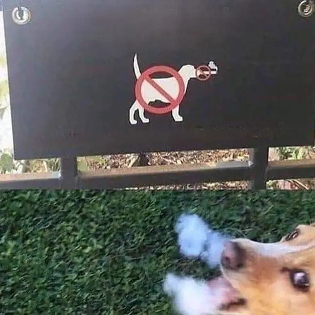 Забавные моменты из жизни, которые попали в объектив