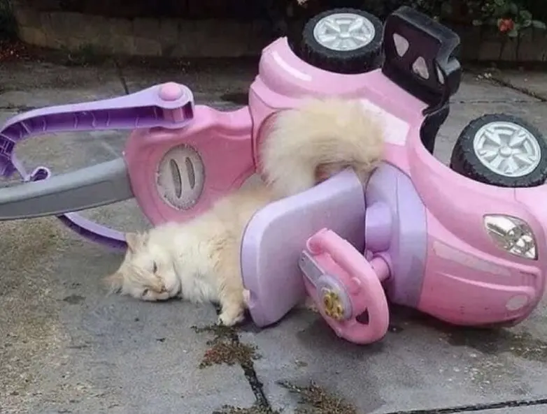 Забавные моменты из жизни, которые попали в объектив