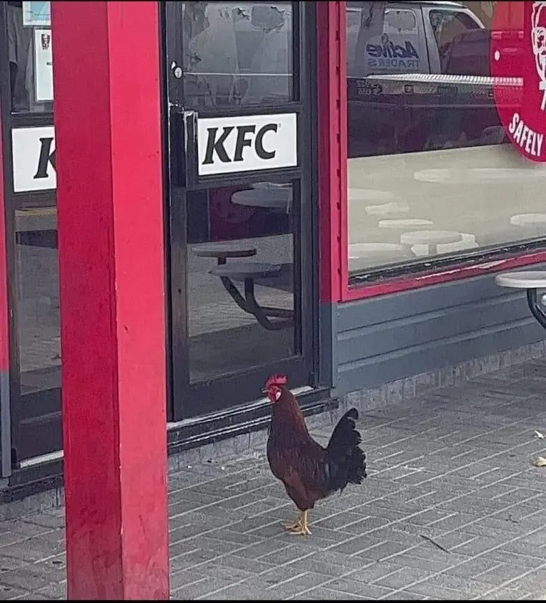 Забавные моменты из жизни, которые попали в объектив